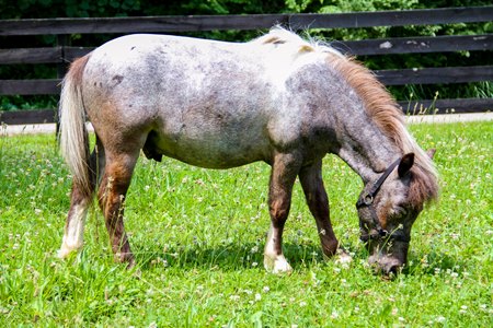 Kentucky Derby Museum Mini Horse