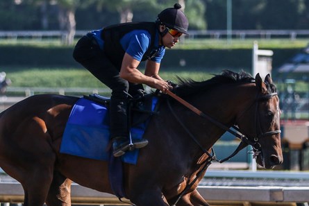 Country Grammer - Horse Profile - BloodHorse