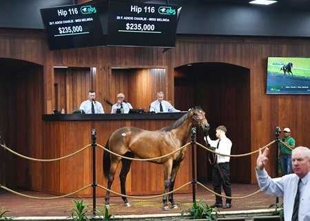 R Adios Jersey and Shivaree Score Florida Stallion Stakes - Past