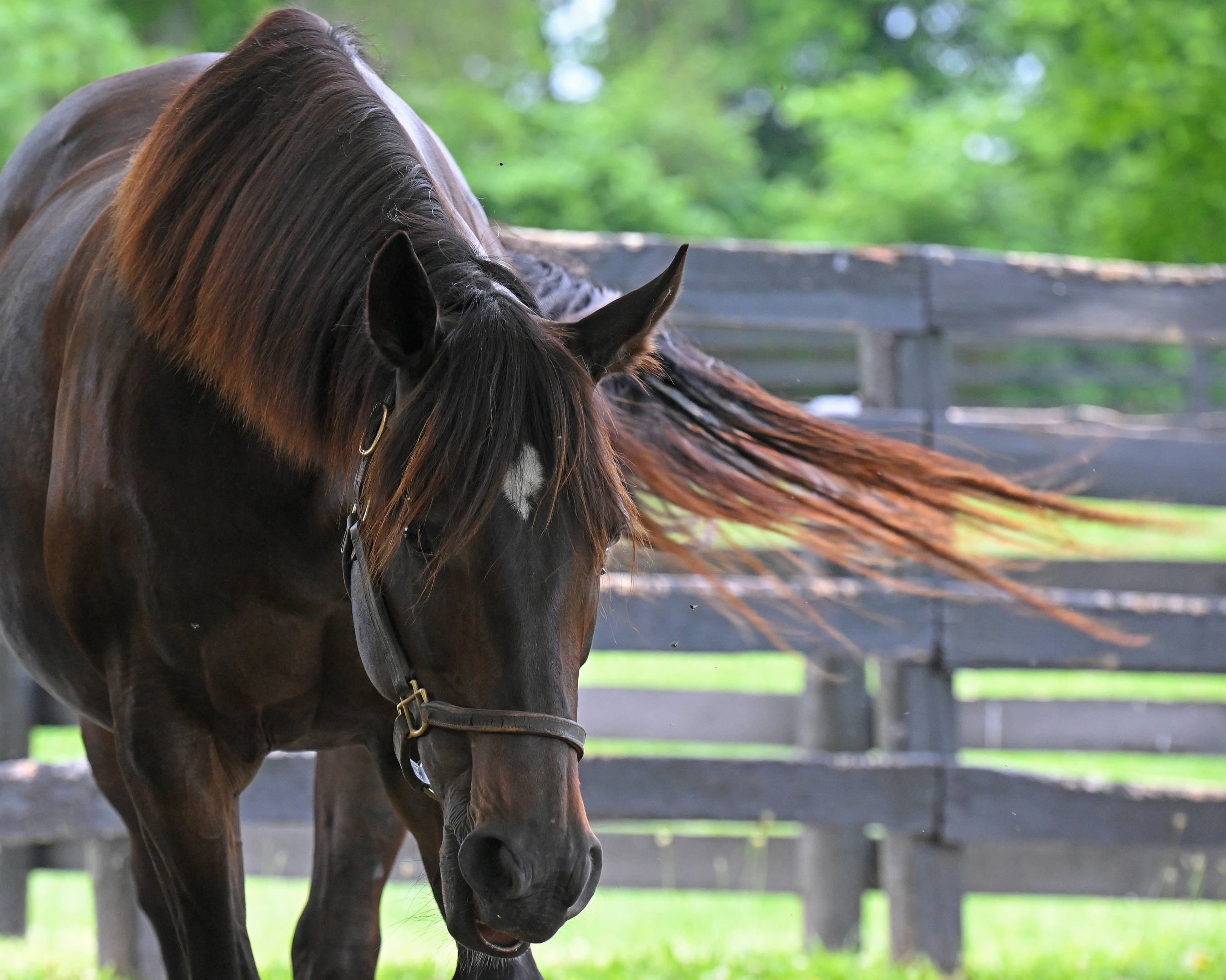 Callingmissbrown - Horse Profile - BloodHorse