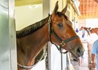 Rags to Riches - Horse Profile - BloodHorse