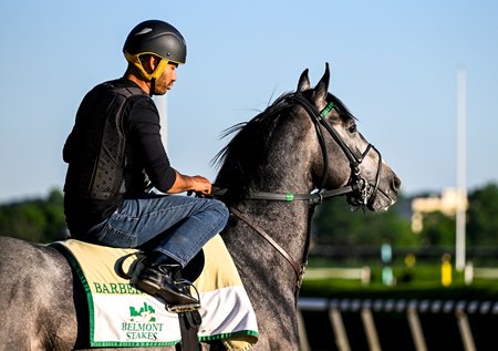 Barber Road pauses during morning training hours at Belmont Park