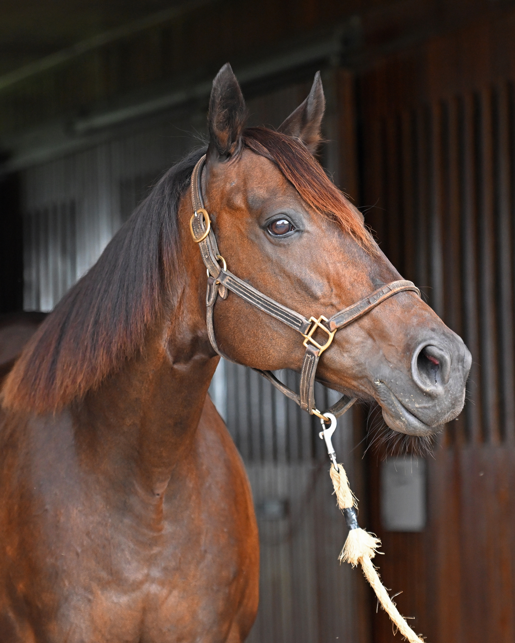 Callingmissbrown - Horse Profile - BloodHorse