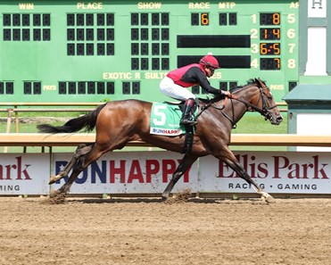 Miss Riddler - Horse Profile - BloodHorse