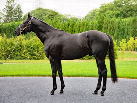 Contrail at Shadai Stallion Station