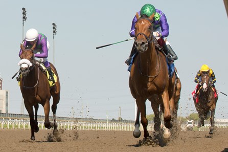 Collecting Flatter - Horse Profile - BloodHorse