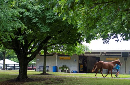 A horse is walked July 8 on the Fasig-Tipton sales grounds in Kentucky