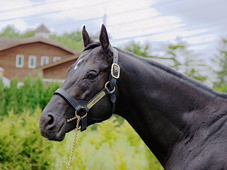 Contrail at Shadai Stallion Station