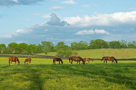 Record  Million Awarded to Kentucky Breeders in 2024