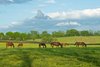 (L-R): Sweet Diva and her Free Drop Billy filly, Mayhaw and her Midnight Lute filly, and Croon and her Cross Traffic filly Mares and foals on Heaven Trees Farm near Lexington, Ky., on May 22, 2020 Heaven Trees in Lexington, KY. 