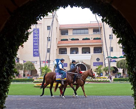 Letruska in the paddock ahead of the 2021 Breeders' Cup Distaff at Del Mar