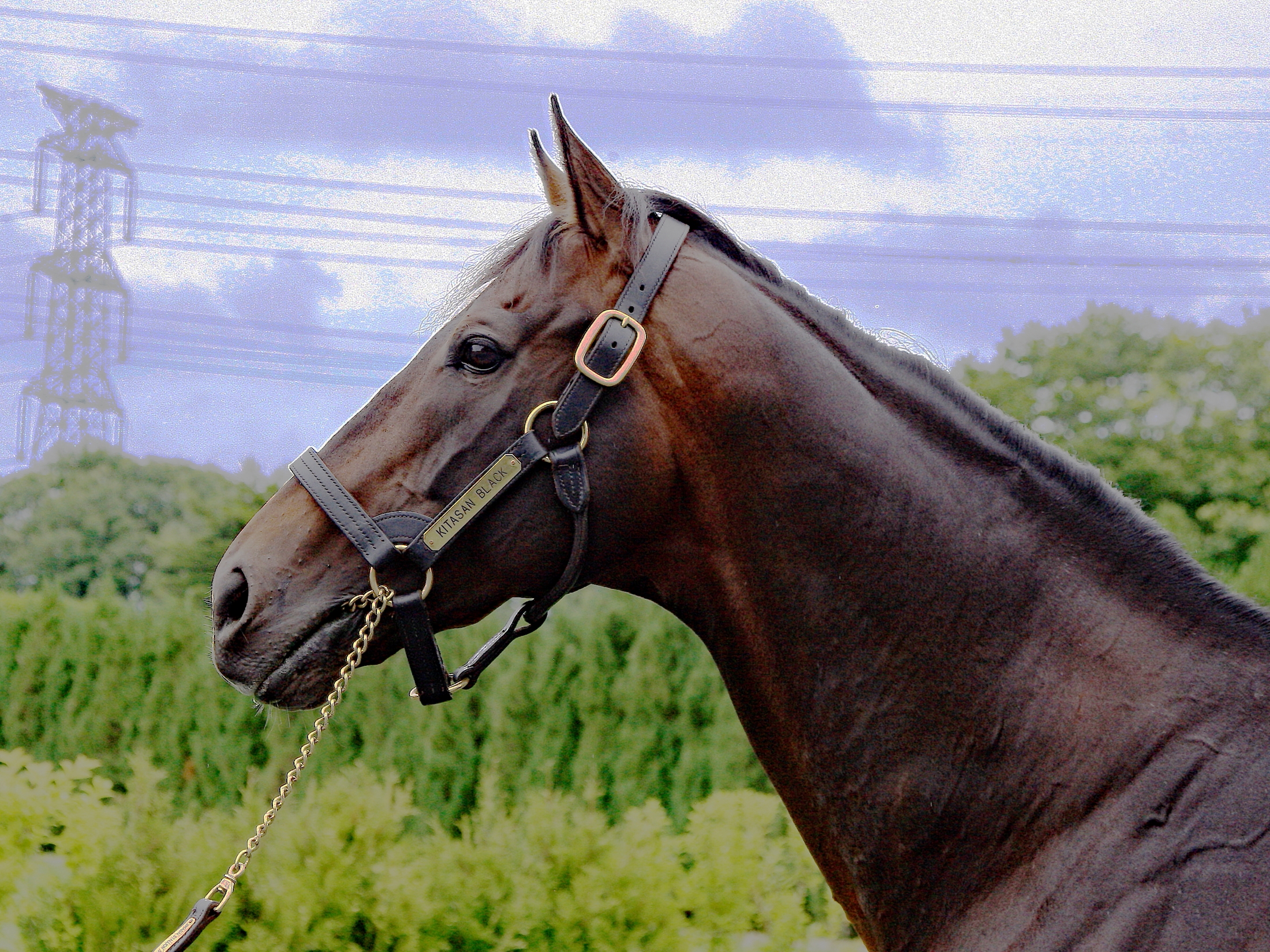 KITASAN BLACK-種牡馬・産駒-Shadai Stallion Station