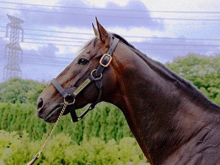 Kitasan Black at Shadai Stallion Station