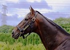 Kitasan Black at Shadai Stallion Station