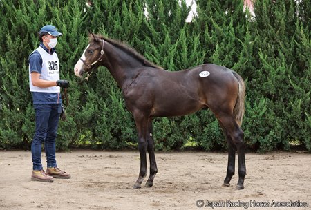 The Bricks and Mortar colt consigned as Hip 325 at the Japan Racing Horse Association Select Sale