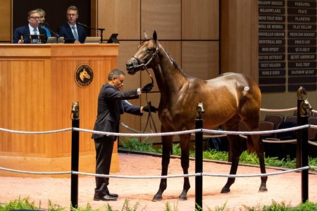 The Uncle Mo colt consigned as Hip 193 in the ring at The July Sale 