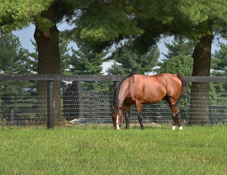 Oscar Performance at Mill Ridge Farm