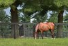 July 25, 2022: Mill Ridge stallion Oscar Performance

Rick Samuels/The Blood-Horse