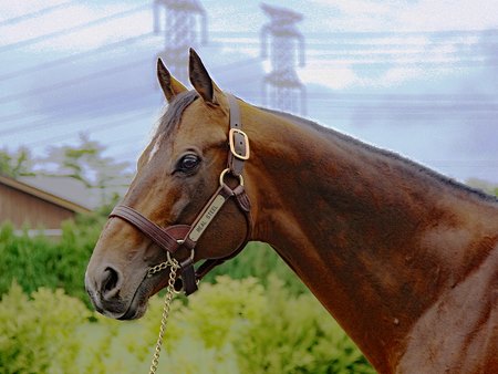 Real Steel at Shadai Stallion Station