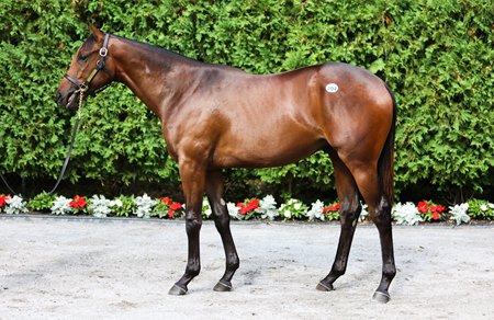 The Gun Runner colt consigned as Hip 202 at The Saratoga Sale