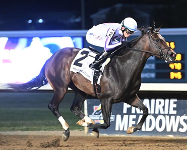 Somebody's Problem - Horse Profile - BloodHorse