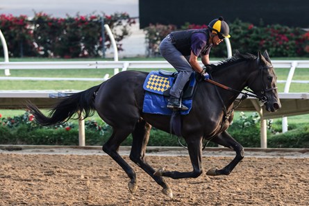 Adare Manor - Horse Profile - BloodHorse