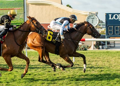 Sister Otoole - Horse Profile - BloodHorse