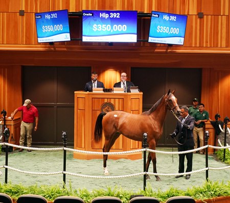 The Oscar Performance filly consigned as Hip 392 in the ring at the New York-Bred Yearlings Sale