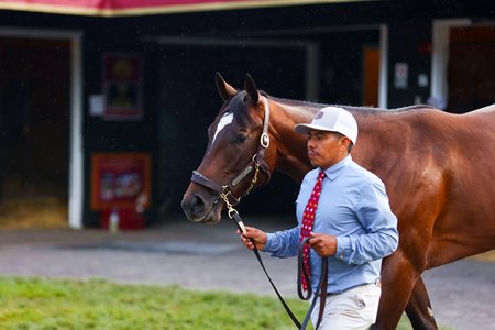 The Into Mischief colt consigned as Hip 207 at The Saratoga Sale 