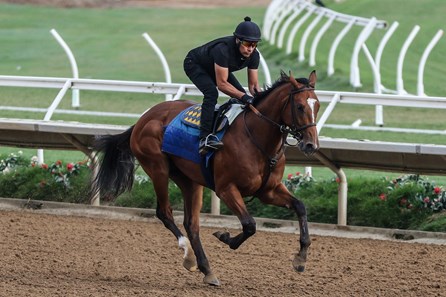 Newgate - Horse Profile - BloodHorse