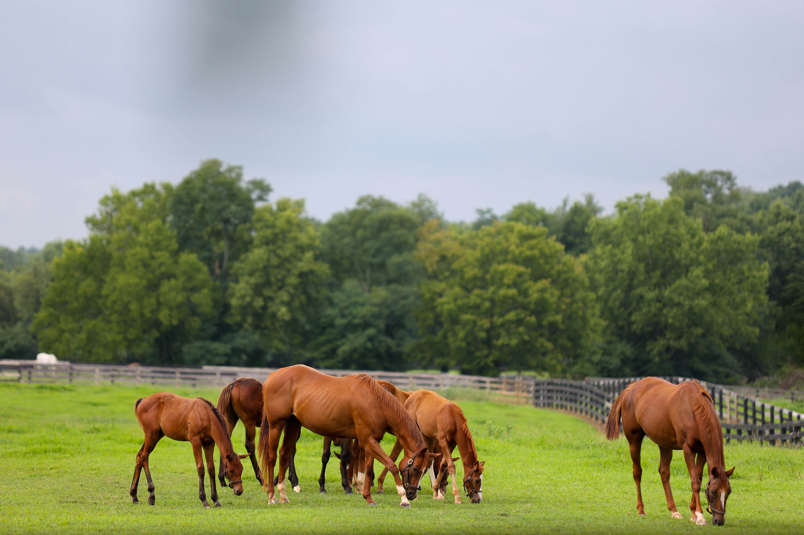 Jockey Club Projects Smaller Foal Crop For 2024 BloodHorse   7de65123cc2d418085c1a5596271bb71 