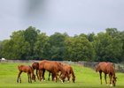 Mares and foals at Hunter Valley Farm