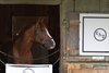 Americanrevolution
Training in Saratoga at Saratoga Race Course in Saratoga Springs, N.Y., on Aug. 4, 2022. 


