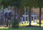 Post Training scene as horse is hotwalked in Saratoga at Saratoga Race Course in Saratoga Springs, N.Y., on Aug. 3, 2022. 


