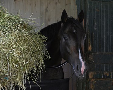 Ain't Life Grand - Horse Profile - BloodHorse