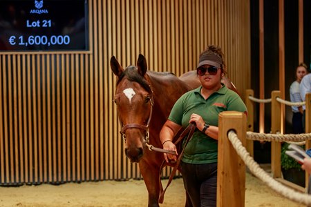 The Shamardal colt consigned as Lot 21 in the ring at the Arqana August Sale