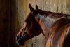 Rich Strike in his stall at Saratoga, August 25, 2022