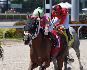 Empress Ellie - Horse Profile - BloodHorse