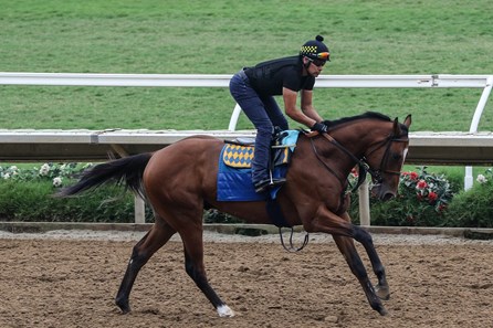 Newgate - Horse Profile - BloodHorse