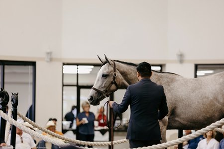 The Too Much Bling filly consigned as Hip 19 in the ring at the Texas Summer Yearling Sale