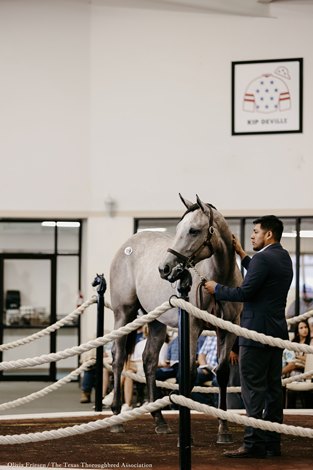 A balanced catalogue awaits you at the Texas Yearling Sale