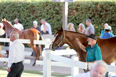 Yearlings at the 2022 Fasig-Tipton California Fall Yearling Sale