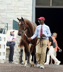 The Constitution colt consigned as Hip 311 exits the ring at the Keeneland September Sale