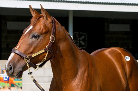 The Justify colt consigned as Hip 1401 at the Keeneland September Sale