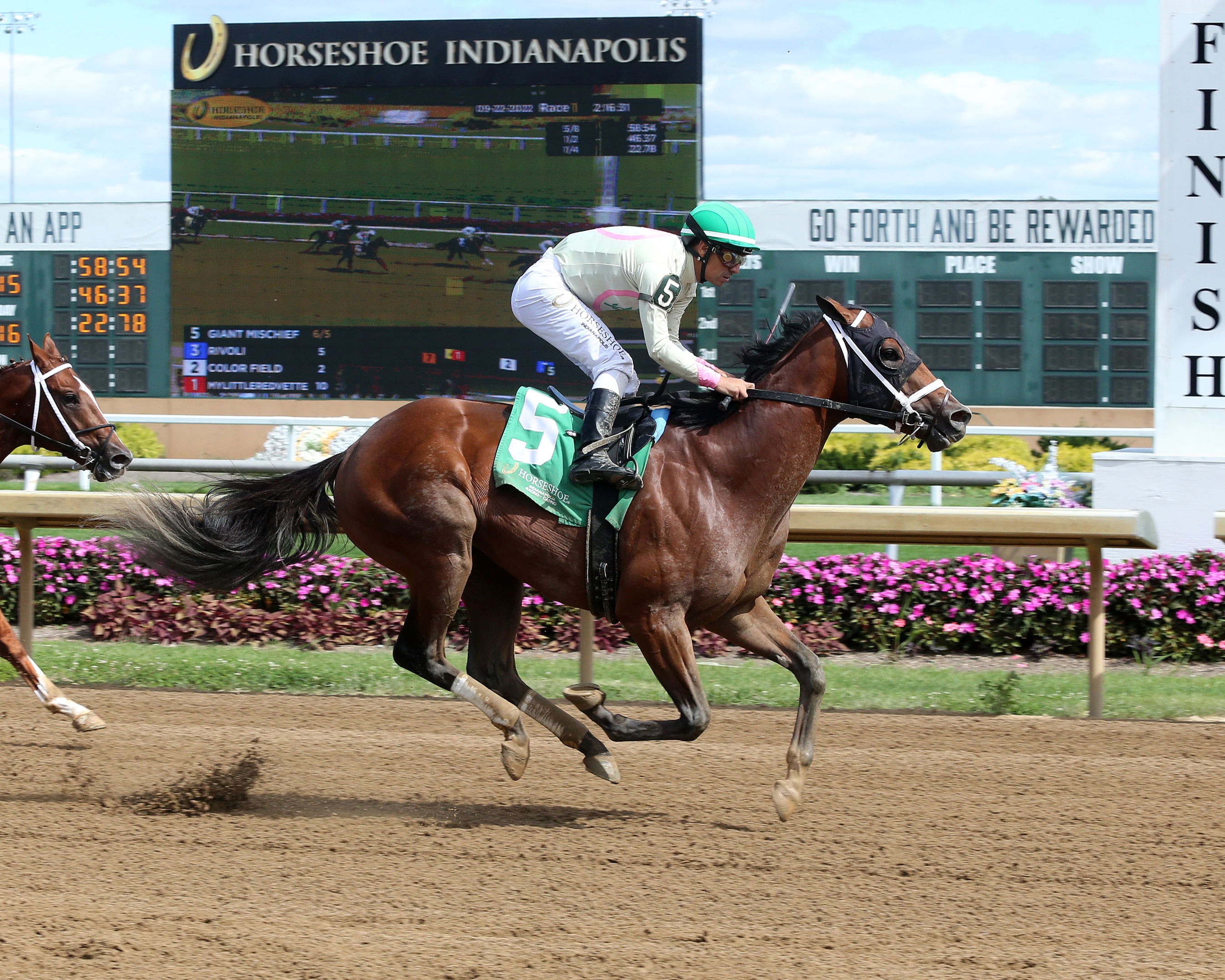 Giant Mischief - Horse Profile - BloodHorse