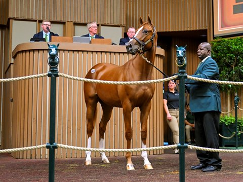 Pope buys Tapit colt for $2.1 million