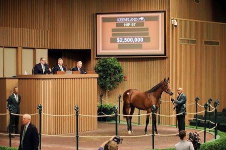 The Quality Road colt consigned as Hip 97 in the ring at the Keeneland September Sale