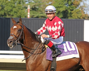 Webslinger - Horse Profile - Bloodhorse