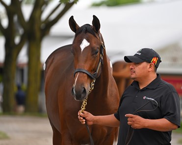 Untapable - Horse Profile - BloodHorse