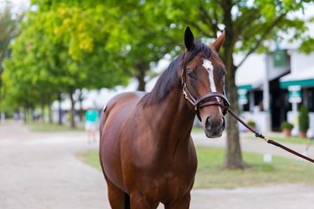 Rags to Riches Retired - BloodHorse